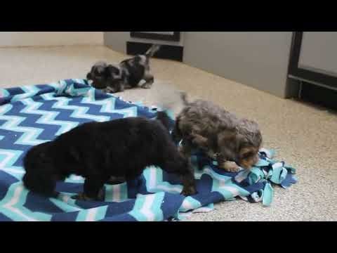 Cockapoo Puppies For Sale