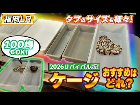 #77 A Must-See for Beginners🔰 Recommended Ball Python Cages😊