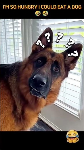 I’m so hungry I could eat a dog #funny #funnymoment #funnyvideos