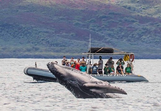 Maui Whale Watching Eco-Rafting Tours — Hawaii Ocean Rafting