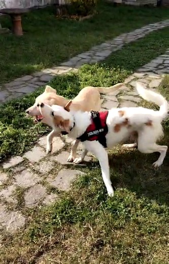 ⚠️ ATTENZIONE: Il vostro cane non avrà pace da noi! Ed ecco il motivo! 👆 Non riusciamo a impedirgli di farsi nuovi amici. Questo è successo appena i nostri ospiti (e il loro peloso Simba) sono arrivati a Casa di Bimba - Monferrato Airbnb Siamo serie: se cerchi un posto dove i cani devono stare fermi e zitti... non siamo noi. Qui i cani sono liberi di essere cani! 🐾 #AttenzioneCaniFelici #PetFriendlyShock #MonferratoConCane #DogFriendlyItalia #ReelVirale #AirbnbPetFriendly #CaniCheGiocano #LaPa