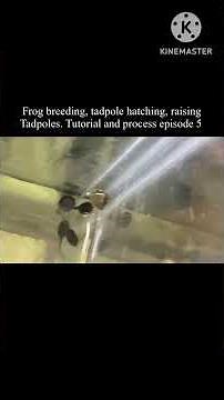 Frog breeding, tadpole hatching, tadpole raising. Tutorial and process episode 5