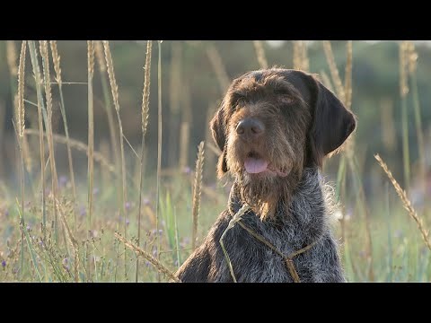 Meet the Wirehaired Pointing Griffon: Versatile Hunting Dog!