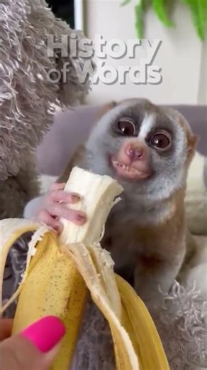 History of Animal Names Sloth