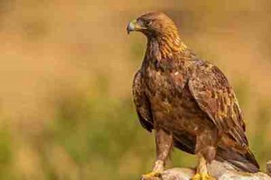 Did You Know the Lark Bunting is Colorado's State Bird?