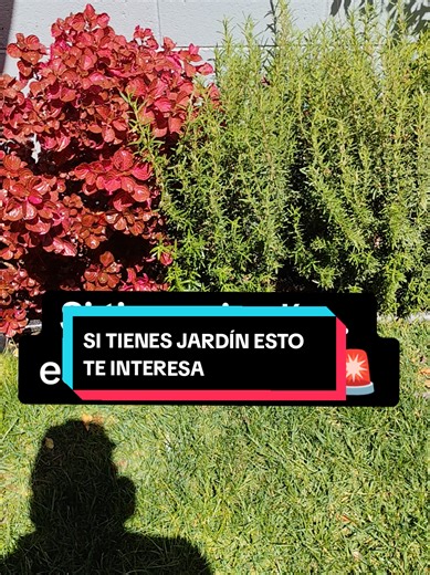 SI TIENES JARDIN ESTO TE INTERESA... #pmcontroldeplagas #serviciosprofesionales #expertosenplagas #arañas #alacranes