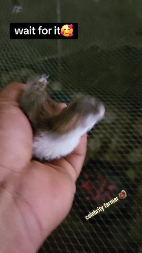 we also raise guinea fowl on a low😉.. kindly send a dm if you need.