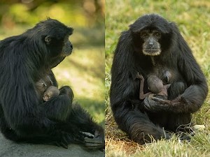 Birth of Endangered Siamang Provides Early Holiday Surprise for the San Diego Zoo