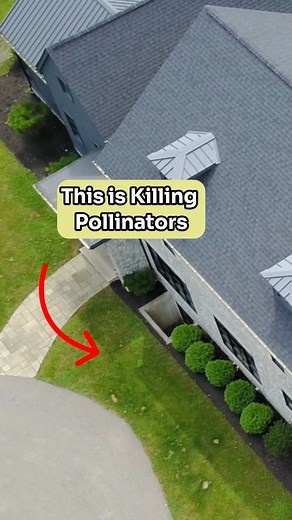 Can you spare a square for pollinators? 🦋 We all depend on pollinators, and it’s time we help them out! Our native pollinators rely on native plants, but modern landscaping practices don’t put back the native species that are taken away when land is developed. Instead, the most common plants used are lawns and boxwoods - both non-native and provide very little benefit to wildlife. Creating a native garden is one of the best ways you can help pollinators, and help the environment in general. Nat