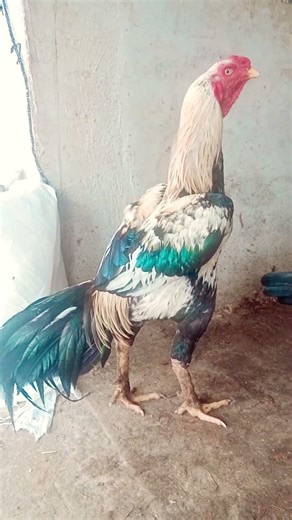 #java #aseelmurga #india #rooster