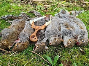 squirrel hunting with a catapult/slingshot and lurchers