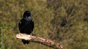 Bird beautiful raven Corvus corax North Poland Europe, black bird sitting on the branch and cleans feathers Stock Video