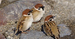 スズメ：減っている理由｜野鳥写真図鑑｜キヤノンバードブランチプロジェクト