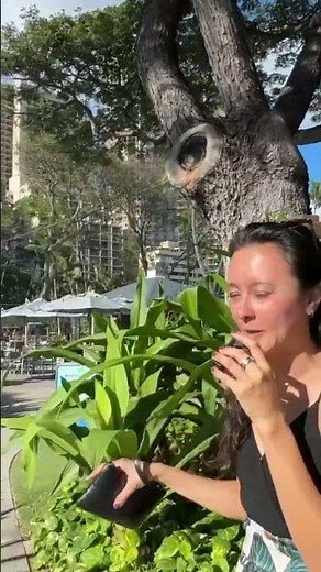 Places to Eat in Waikiki | Barefoot Bar at Hale Koa | ↑ Click for FULL video