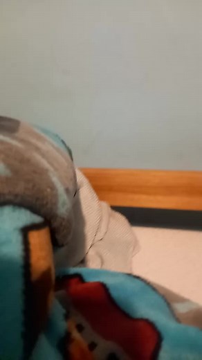 CocoTheAfricanGrey on TikTok