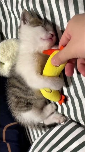 Sleepy Kittens Compilation 💤 The Cutest Nap You'll Ever See