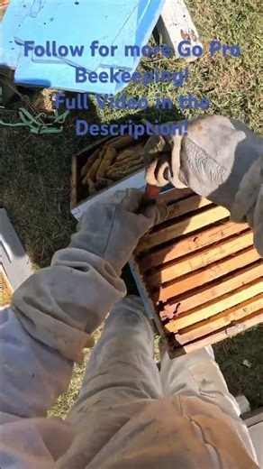 What I’m Really Looking For In Here | Beekeeping