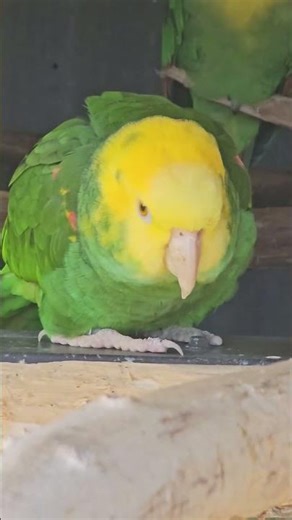 Pair of double yellow-headed amazon parrots #animals #birds #zoo #parrots #AmericanBirds #amazon