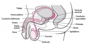 Estructura del aparato reproductor masculino - Salud masculina - Manual MSD versión para público general