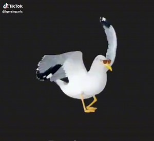 #dancing#duck#