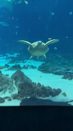 Meet Tank: The Beloved Turtle at Georgia Aquarium