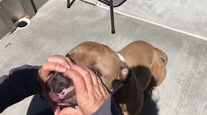 HSSV dogs do the #SnootChallenge! Jojo, Tabitha, Baby Boo and Gracie tried their hand at the challenge and totally nailed it. Have you tried the snoot challenge with your pet? We'd love to see! | Humane Society Silicon Valley