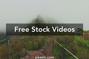Website Background Forest Videos, Download The BEST Free 4k Stock Video Footage & Website Background Forest HD Video Clips