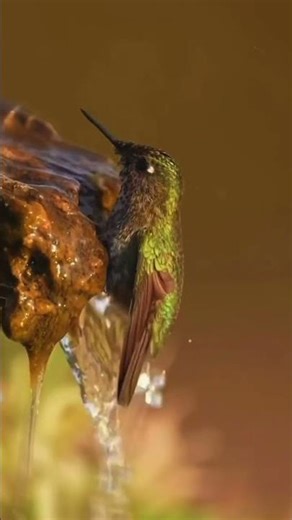 The vibrant, almost magical nature of the hummingbird