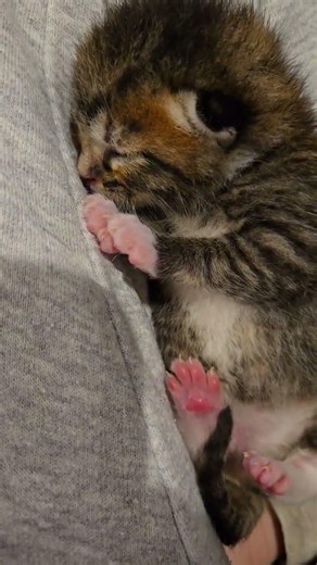 Tiny Tabby Bottle Baby Kittens – Overload of Cuteness #tabbykitten #bottlebaby #kitten #tabbycat #b