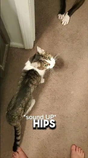 5 Warning Signs Your Cat Might Be Dying