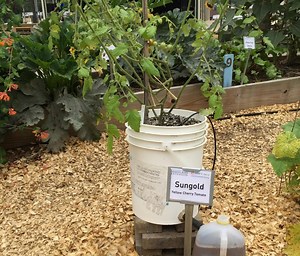 Self-Watering Containers