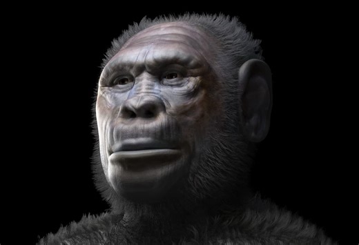 Homo erectus did not leave Africa alone 1.8 million years ago: fossils found in Georgia may belong to two distinct human species