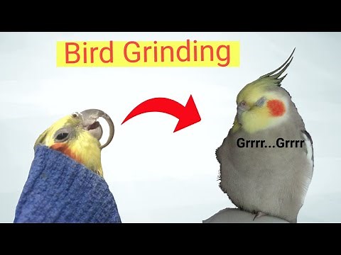 why cockatiels grind their beak? A Guide to Understanding Cockatiel birds Grinding