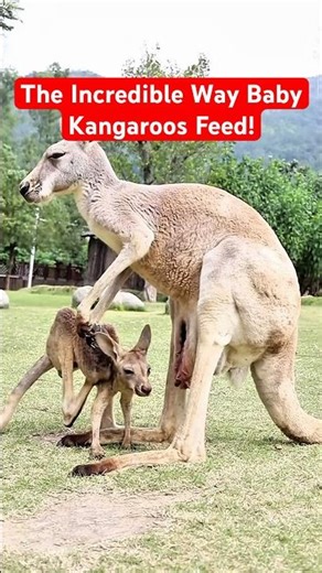 How Baby Kangaroos Drink Milk Inside the Pouch