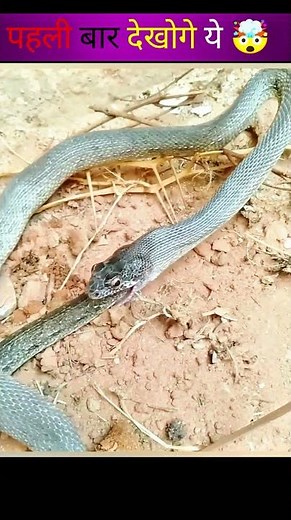 This Is Why Snake Eat Itself 😱 #shorts #facts #snake