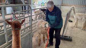 7.7K views · 986 reactions | Cria training - Everest’s first walk | Mullacott Alpacas | Facebook