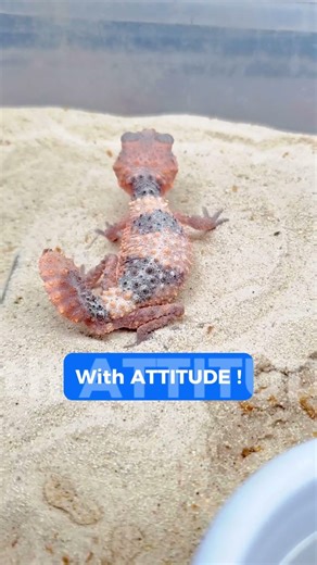 With attitude! #nephrurus #nephruruswheelericinctus