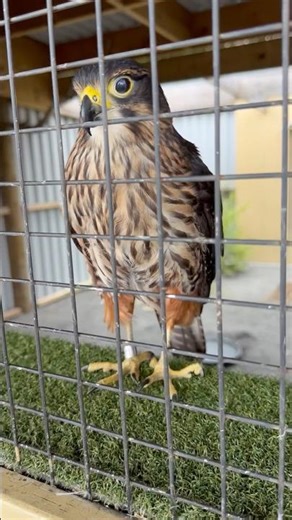 Face to Face with New Zealand’s Fierce Kārearea (NZ Falcon) | Up Close at Wingspan Rotorua