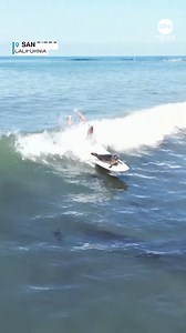 1.3M views · 38K reactions | SURFING SEAL: A baby seal named Sammy was observed jumping on people's surfboards at San Diego's Tourmaline Surf Park. Now, the seal is catching waves with a little help. https://abcn.ws/403WuaU | ABC News | Facebook