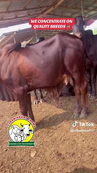 Quality Cattle Breeds in Ghana: A Farming Journey