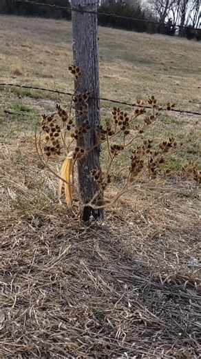 Whispers of Spring Wind #southdakota #naturewatching #springday #windsounds #seasonchange #shorts