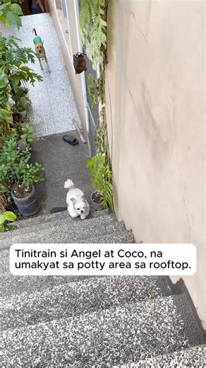 Rescued and Adopted Dogs’ Potty Training #rescueddog #adopteddog #responsiblepetowner #dog #shorts