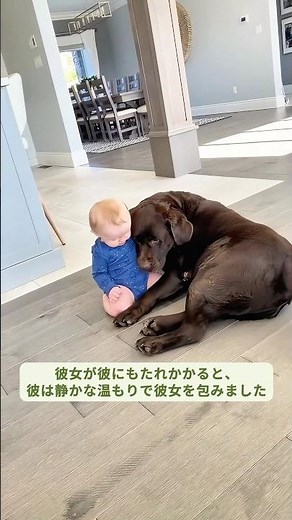 赤ちゃんと犬が一緒に成長する奇跡の瞬間→癒しと感動の宝物 #犬 #犬赤ちゃん #犬感動 #犬癒し #犬動画