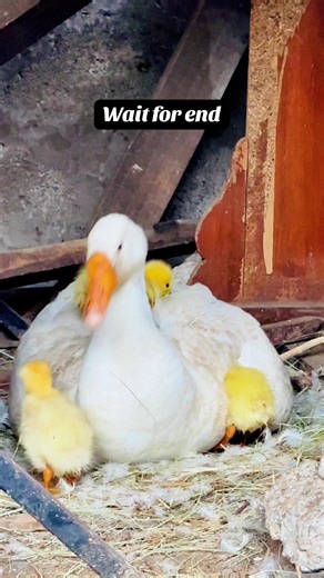 Cute little baby ducks geese goose ducklings hatchlings gooslings fluffy #duckling #cute #geese #farmlife #duck