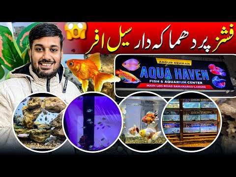 Cheapest Fish & Aquarium Wholesale Market In Lahore | Imported Fish’s In Pakistan