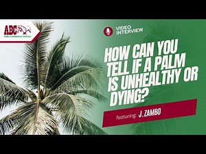 Signs Your Palm Tree Is Unhealthy or Dying – Ask an Expert
