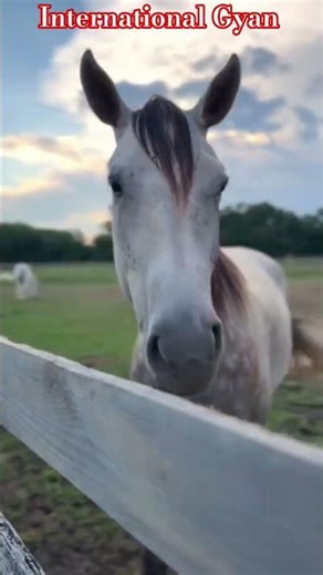 Horse Cribbing Explained! #facts #education