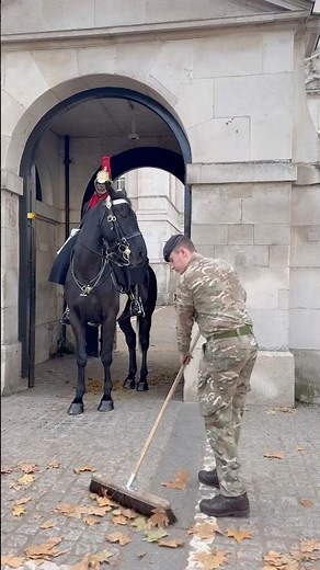 Trooper and CoH Team-Up for Equine Wellness Check & Tackle Fallen autumn Leaves🍁#horseguardsparade