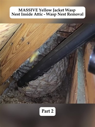 Understanding Bee and Wasp Infestations