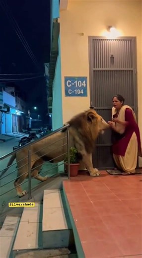 Lion Enters House at Night and Attacks Woman Outside Door